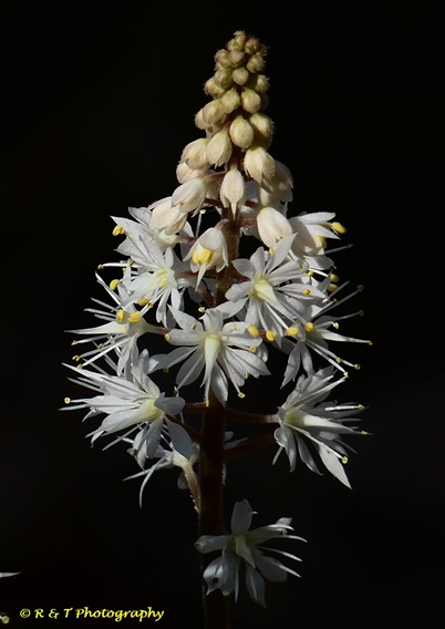 {Tiarella wherryi}